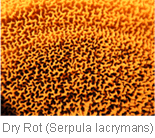 Dry Rot
