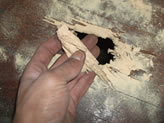 Woodworm infested Floor boards