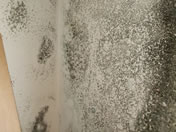 Severe mould growth on cold wall surfaces