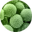 A single mould spore is approximately 1 - 20�m microns in size