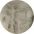 Moulds and fungi, also unlike plants do not contain chlorophyll, therefore do not derive their energy from sunlight