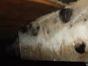 Severe wet rot decay to sub-floor joists