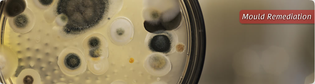 mould-removal
