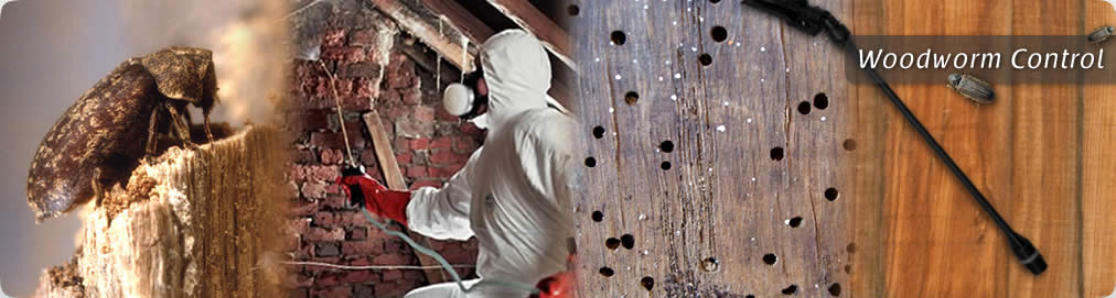 woodworm