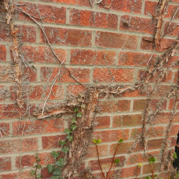 The ivy shown creeping up this wall had found its way into the drains located at the rear of this building causing the drains to leach into the ground eroding the ground soils and eventually causing the corner of the building to subside. 