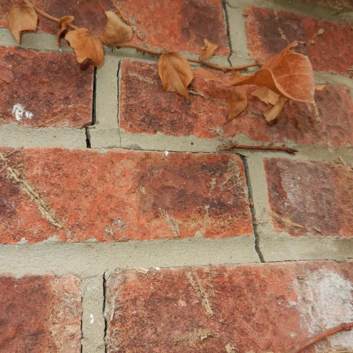 Poor tying at the joint between this new extension and the original building has caused this vertical crack to occur. This is bad workmanship on the builders behalf however in this scenario can be easily rectified by stitching the two walls back together using stainless steel grout embedded reinforcement bars and deep pointing. 